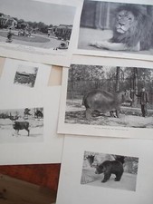 C1908~ 36 original prints NY ZOOLOGICAL SOCIETY & PARK W/invitation BRONX ZOO picture