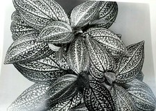 Sonerila Margaritacea 1976 Photograph by Don Worth Greeting Card D-005 floral  picture