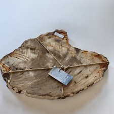 KCGS Natural Petrified Wood Slab from Indonesia US SELLER 3+LBS #0146 BEAUTIFUL picture