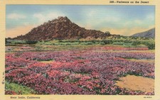 Vintage Linen Postcard Verbenas on Desert Near Indio California C.T picture