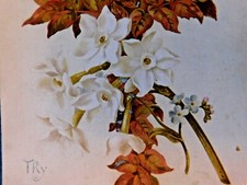 Tuck Victorian Easter Card, White Trumpet Flowers, Spring Communion, 1892 picture