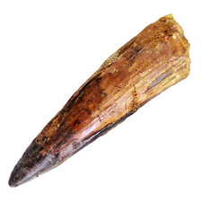 3 INCH LONG SPINOSAURUS TOOTH REAL DINOSAUR FOSSIL EXTINCT RELIC SPINOSAUR NICE picture