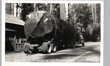 GIANT FIR LOGS lake crescent wa photo postcard rppc washington la poel logging picture