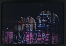 Photo:Ringling Bros Barnum Bailey Circus Tigers Performing 1950s picture
