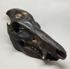 Antique Timor Atoni Boar Skull Scrimshaw Tribal Sculpture 8.5