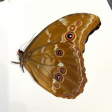 Real Morpho Didius A1 Specimen, wings folded and papered picture