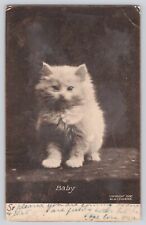 Postcard Cat Portrait Baby Kitten M.T. Sheahan Portrait Antique Vintage picture