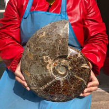 8.55LB Large Natural Beautiful Ammonite Fossil Conch Crystal Specimen Healing picture