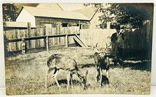 Vintage 1910s RPPC Man with Two Tame Pet Deer Buck Farmyard Cyko Real Photo picture