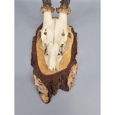 Black Forest Roe Deer Antler Skull 14in Vintage Birch Wood Wall Plaque Trophy picture