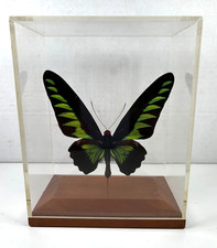 Butterfly Black & Green Large in Plastic Display Container picture
