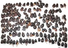 Scarabaeinae Mixed 5-8mm A1 or A2 from the PHILIPPINES - 150pcs - #1233 picture