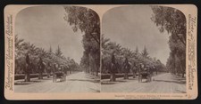 Magnolia Avenue, - tropical beauties of Riverside, California Old Photo 1 picture