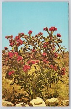 Walkingstick Cactus Postcard Carlsbad State Park NM ICS-104893 Flower Desert picture