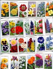 1933 W. D. & H. O. WILLS GARDEN FLOWERS 50 DIFFERENT TOBACCO CARD SET picture