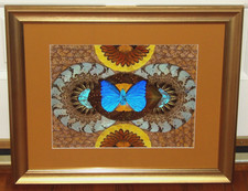 Giant Blue Morpho Didius Taxidermy Butterfly Wing Framed Art 11x14 / 19x23 Frame picture