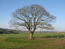 Photo A2 Sycamore at Newbigging Newbigging/NT0145 With a large [crow