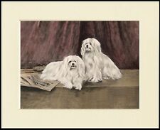 MALTESE DOGS LOVELY DOG PRINT MOUNTED READY TO FRAME picture
