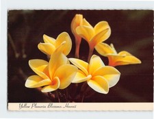 Yellow Plumeria Blossoms Hawaii USA F-326386 picture