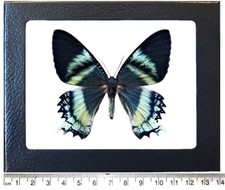 Alcides orontes RECTO blue green black day flying moth Indonesia FRAMED picture