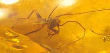 Ultra RARE Cretaceous Grasshopper in Burmese Amber Fossil Dinosaur Age picture