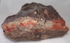 Araucarioxylon Petrified Wood  North AZ Chinle Formation 6 Lb 1.3 oz picture