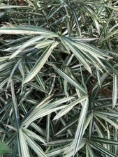 4 Roots  Poaceae Sasaella Masamuneana Albostriata Dwarf Variegated Bamboo picture