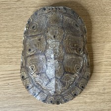 Pond Box Turtle Shell Real Outdoors Rustic Decor Cabin Taxidermy picture