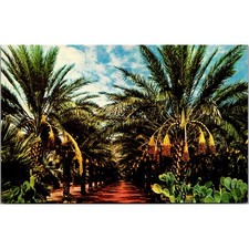 Arizona Date Garden Vintage Postcard SPV25 picture