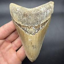 COLLECTOR QUALITY MEGALODON SHARK TOOTH OFFSHORE WILMINGTON NC 4.48” ALL NATURAL picture
