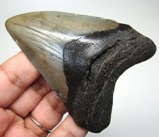 MEGALODON Shark tooth 3.20