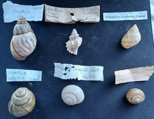 #E100 Lot of 6 better land & sea snail shells with info tags approx. 21-57mm picture