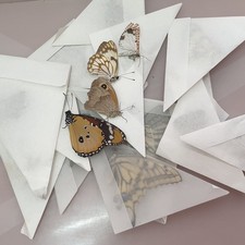 butterflies - art work material 50 psc picture