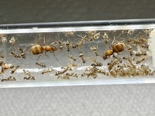 Stunning Bonded pair of false honey pot queen ant colony 50+ workers picture