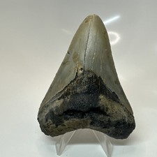 Megalodon Shark Tooth 3.75 Inch - Beautiful - Real Fossil - Natural Teeth 20675 picture