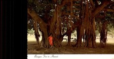 Banyan Tree in Hawaii, 1873 Postcard picture