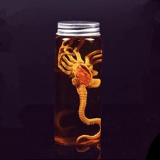 Alien Xenomorph Facehugger Embryo Specimen Jar Movie Prop Replica picture