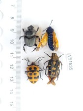 V91535. Unmounted insects, Insect mixed sp. North Vietnam picture