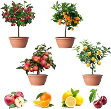 200+ Mix Dwarf Bonsai Fruit Tree Seeds for Planting, 4 Variety Individual Packs, picture