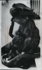 1977 Press Photo Siamang monkey, Suzie, with daughter, Mark at the Milwaukee Zoo picture