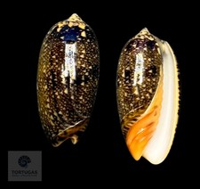 Oliva reticulata 33.31mm F++ Indonesia picture