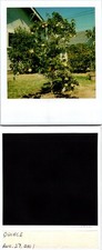 Quince tree 8-27-2001 Polaroid Found Photo V0570 picture
