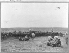 Photo:Texas Panhandle TX 1900s XIT Ranch Branding Calves Cowboys picture