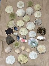 Lot Real Sand Dollars Ca Central Coast Seashells Beach Craft Decor Bulk DIYs picture