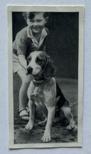 Carreras Dogs & Friend No. 35 Beagle Dog Tobacco Card CC43 picture