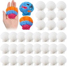 Natural Large Scallop White Oyster Sea Shells For Crafting 23 Inch 50 PCS picture