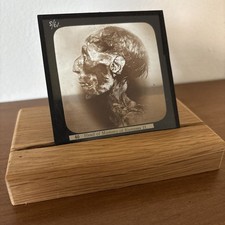 Antique head of Mummy of Rameses II Magic Lantern Slide Photo Egypt with stand picture