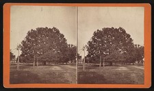 Photo:Aiken SC Richland Ave Tree-Lined Street 1900s Stereo View picture