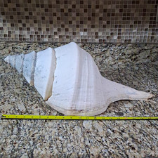 HUGE Australian Trumpet Shell 21