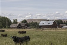 Photo:Farm scene near Thorp in central Washington picture